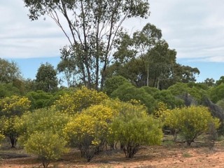 QLD, Australia – Large Rural Land